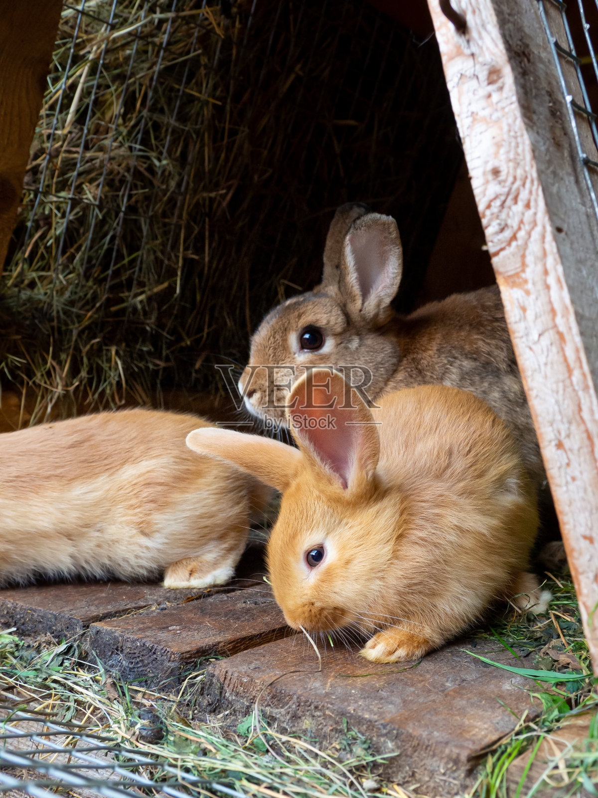 橙色的兔子在笼子里。照片摄影图片