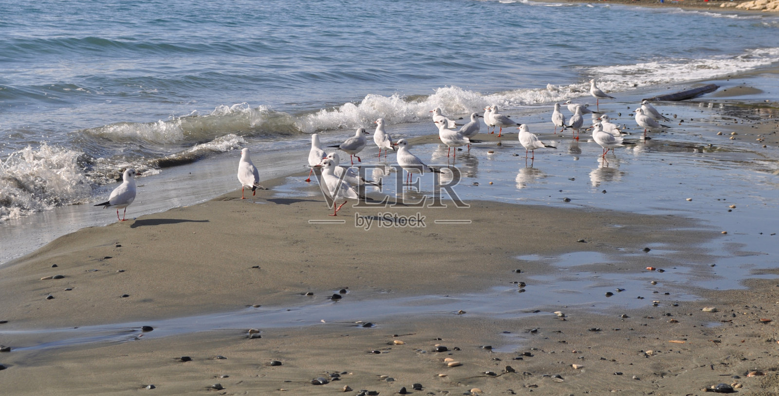 美丽的红头鸥(Larus ridibundus)在自然环境中照片摄影图片