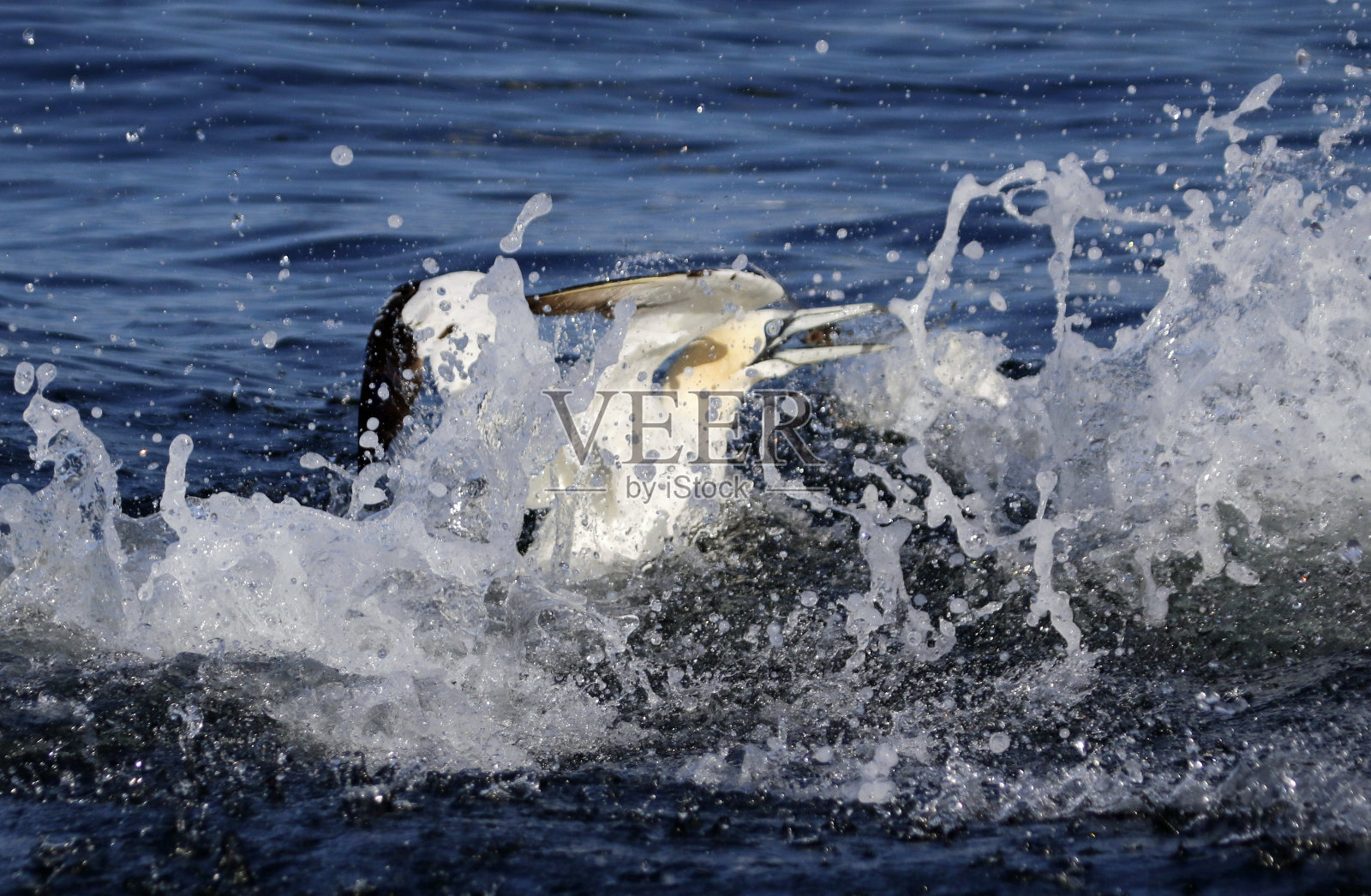塘鹅潜水捕鱼照片摄影图片