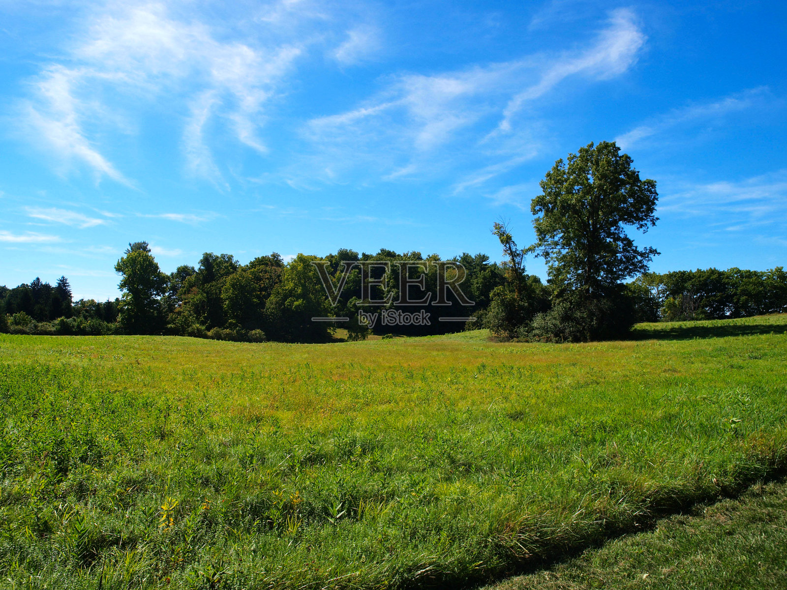 绿草地照片摄影图片