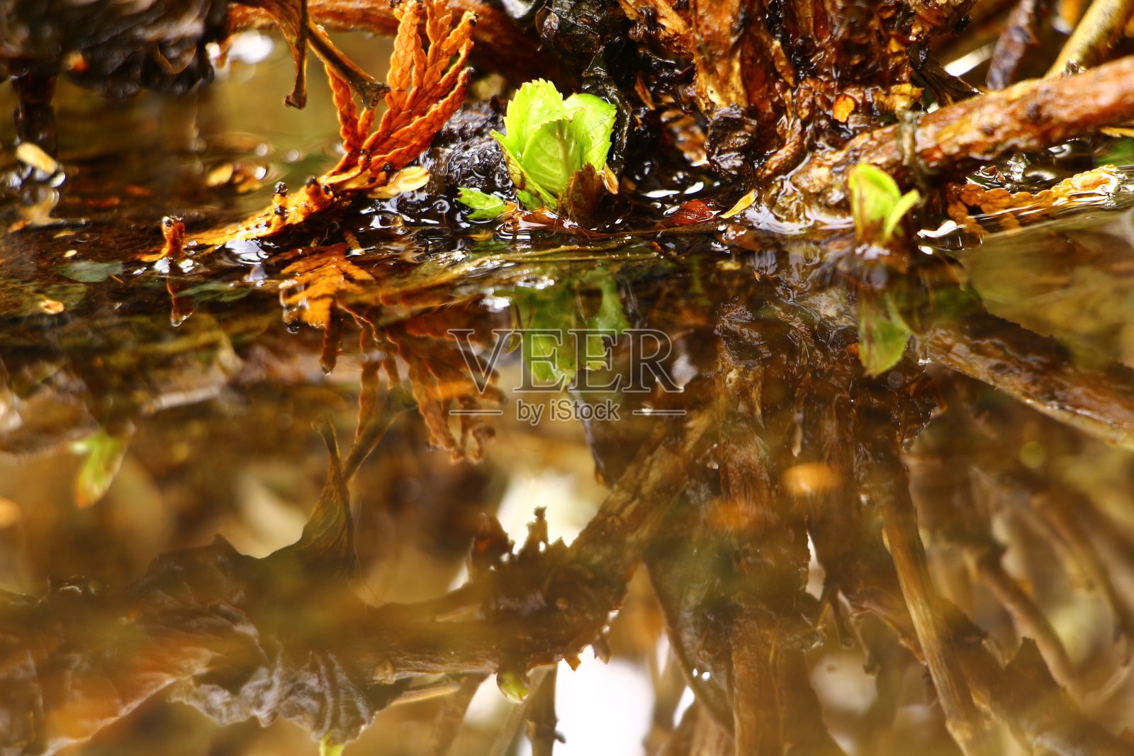 水中杜鹃花的特写照片摄影图片