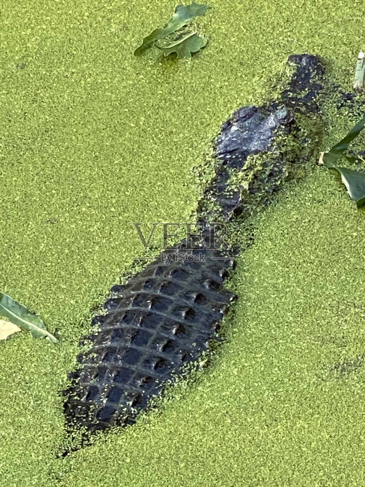 绿藻湖中的短吻鳄照片摄影图片