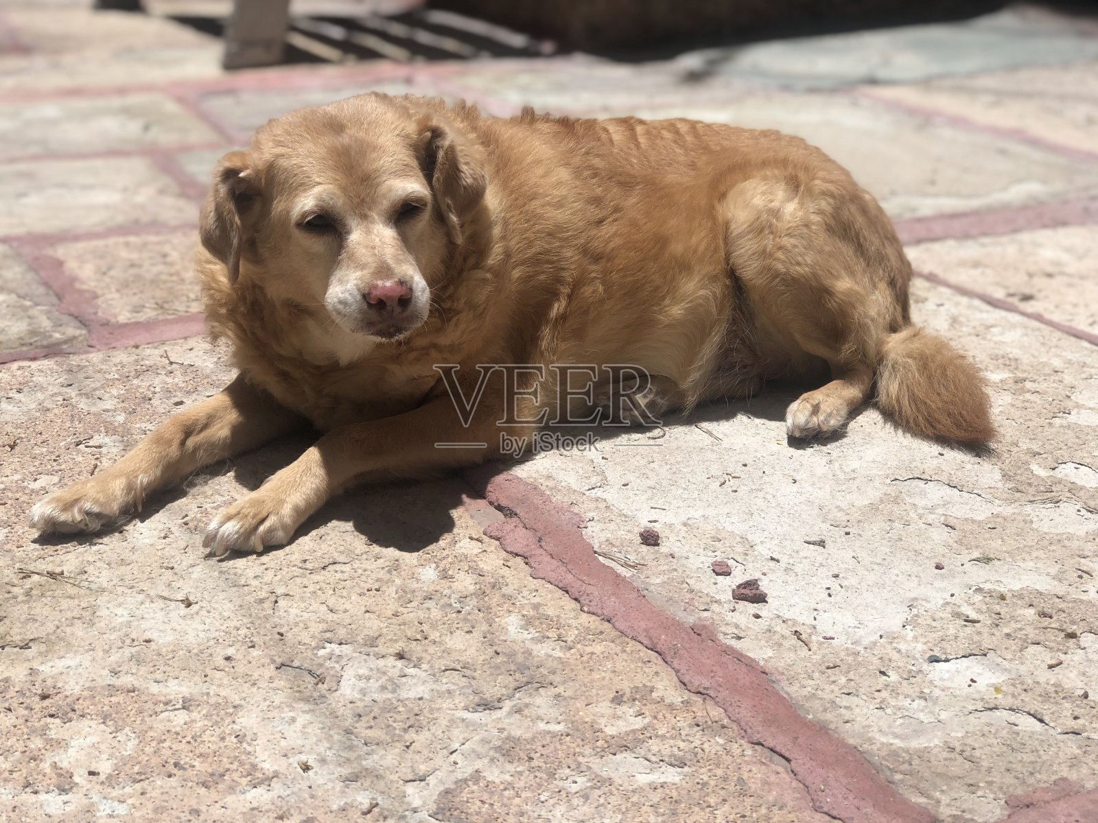 老狗照片摄影图片