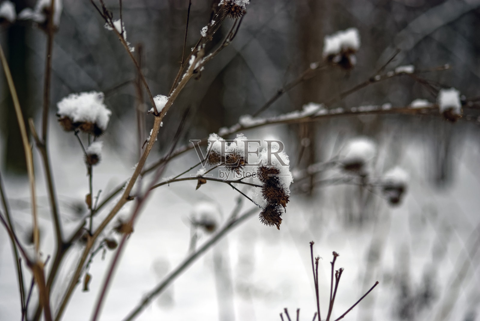 雪地里长满荆棘的灌木丛照片摄影图片