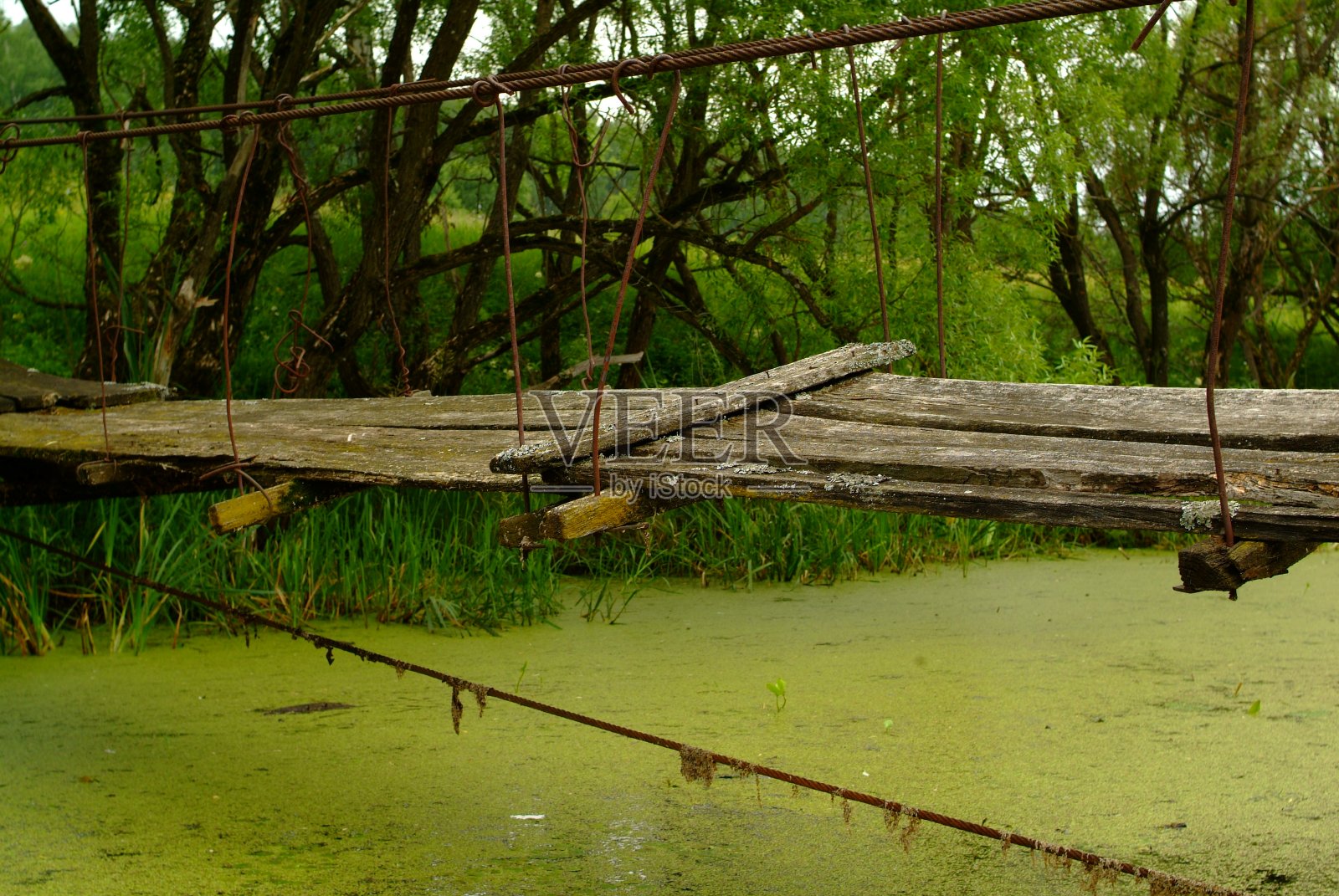 夏天小河长满了草照片摄影图片