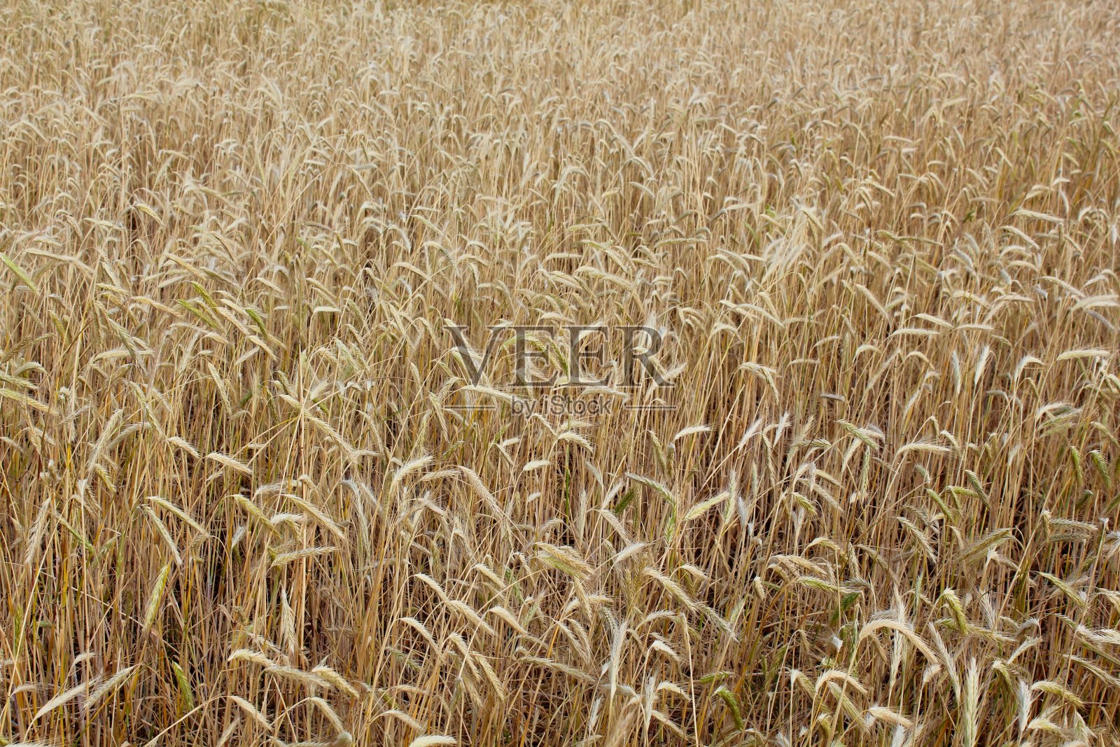 麦田。沉重的小麦峰值。夏天的风景照片摄影图片