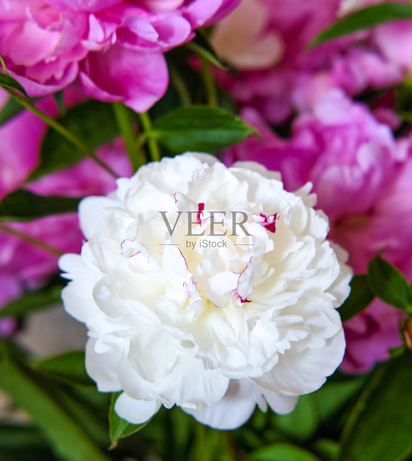 粉红色和白色的牡丹花在城市的背景下照片摄影图片