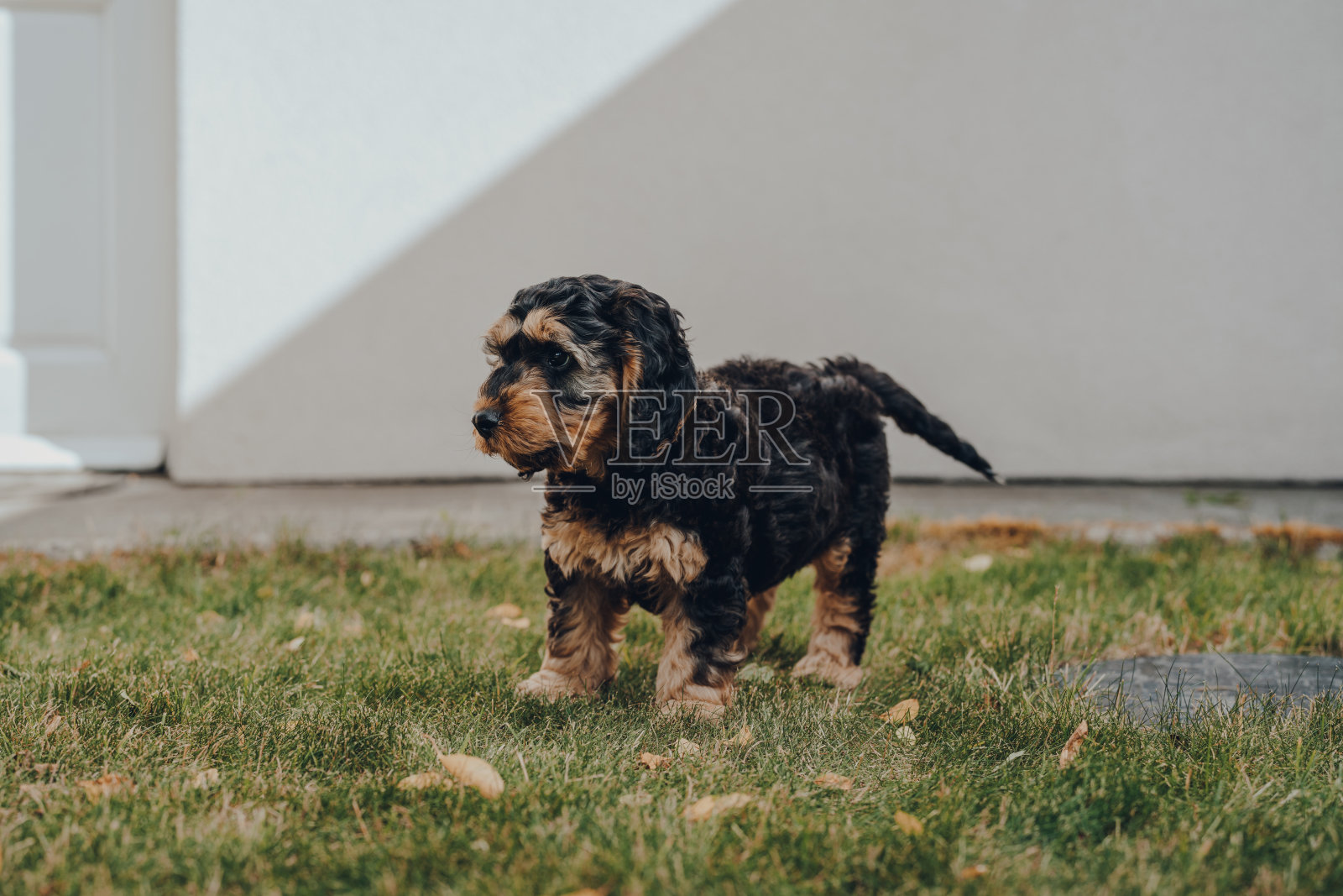 凤头鹦鹉站在花园里的绿草地上。照片摄影图片