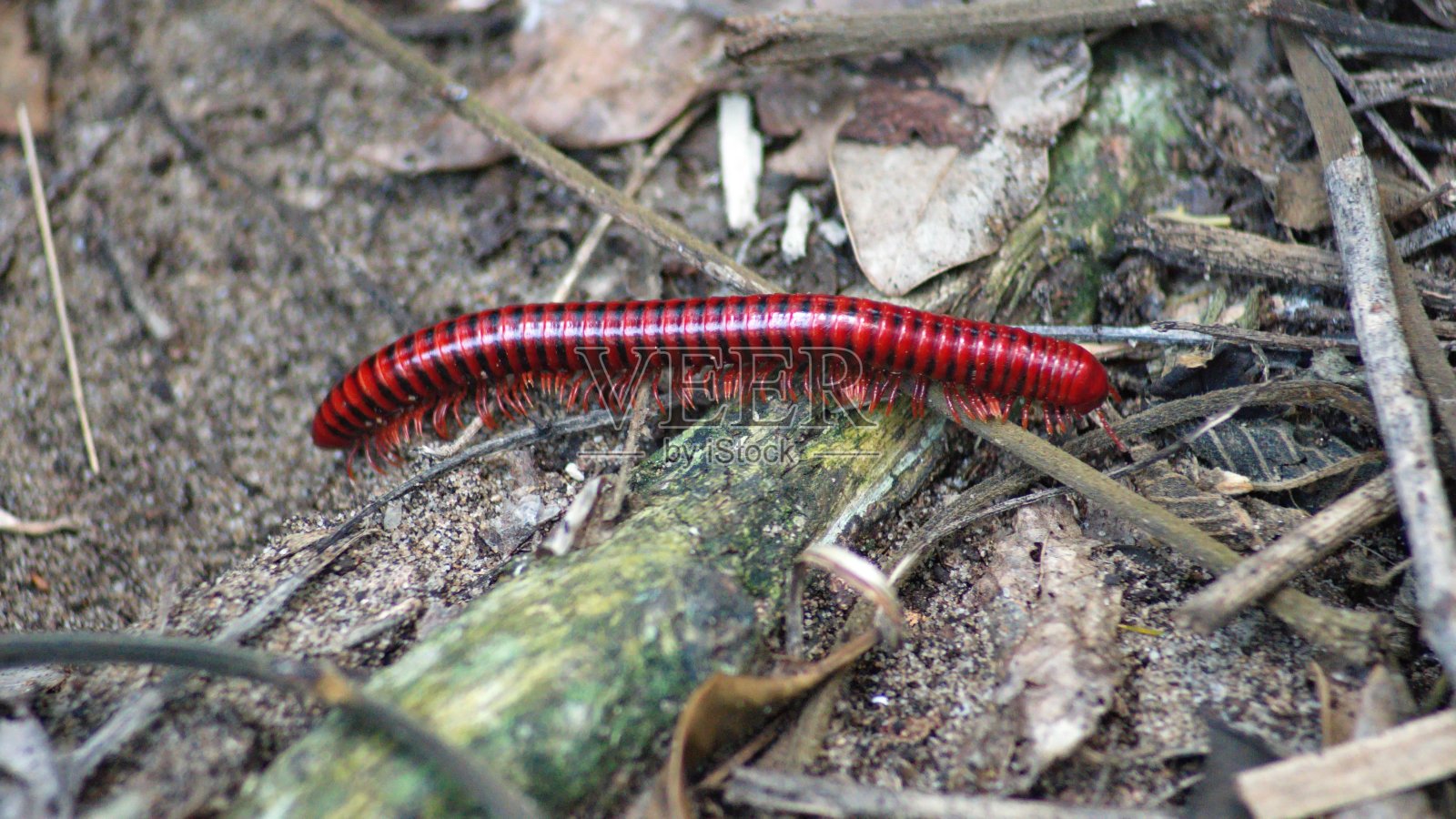 土里的千足虫照片摄影图片