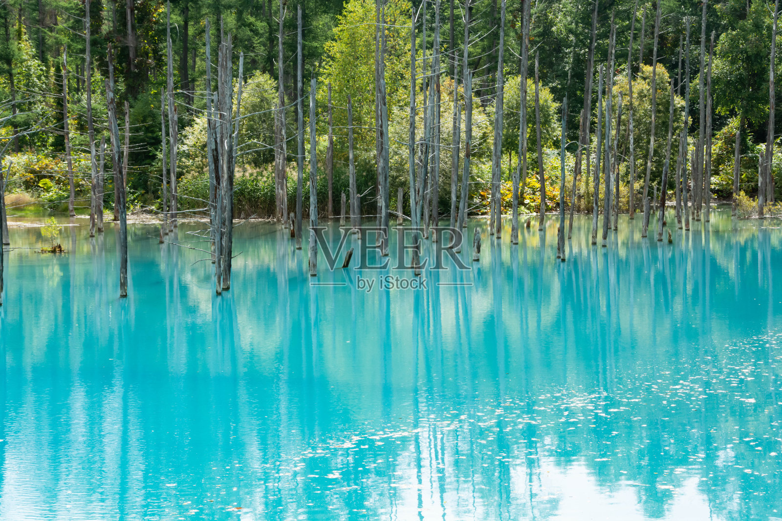 夏天碧波荡漾的池塘水面照片摄影图片