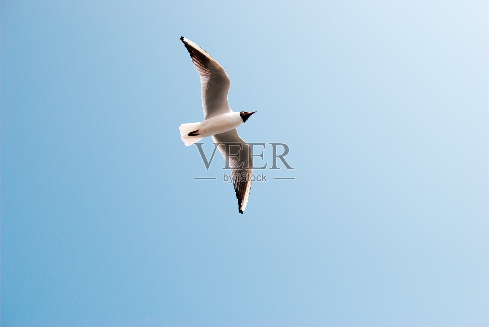 海鸥在巡航高度照片摄影图片