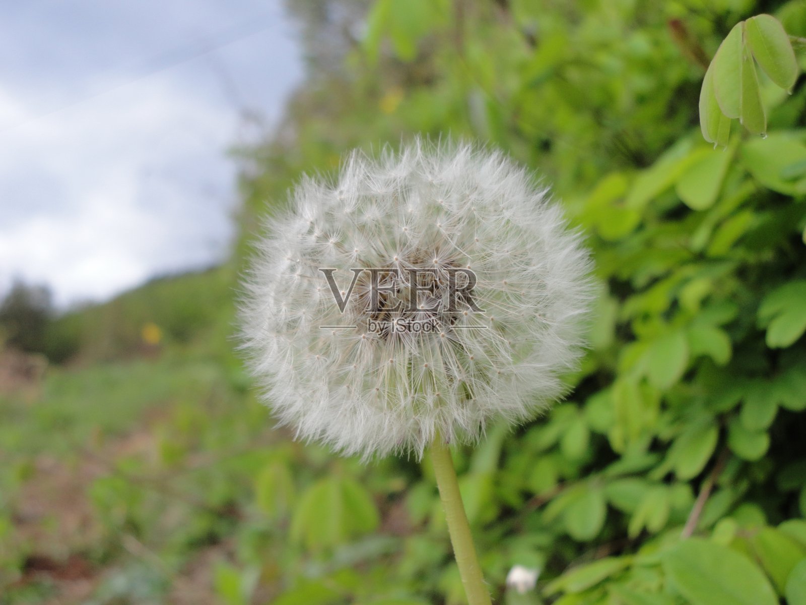 蒲公英的绒毛种子穗照片摄影图片