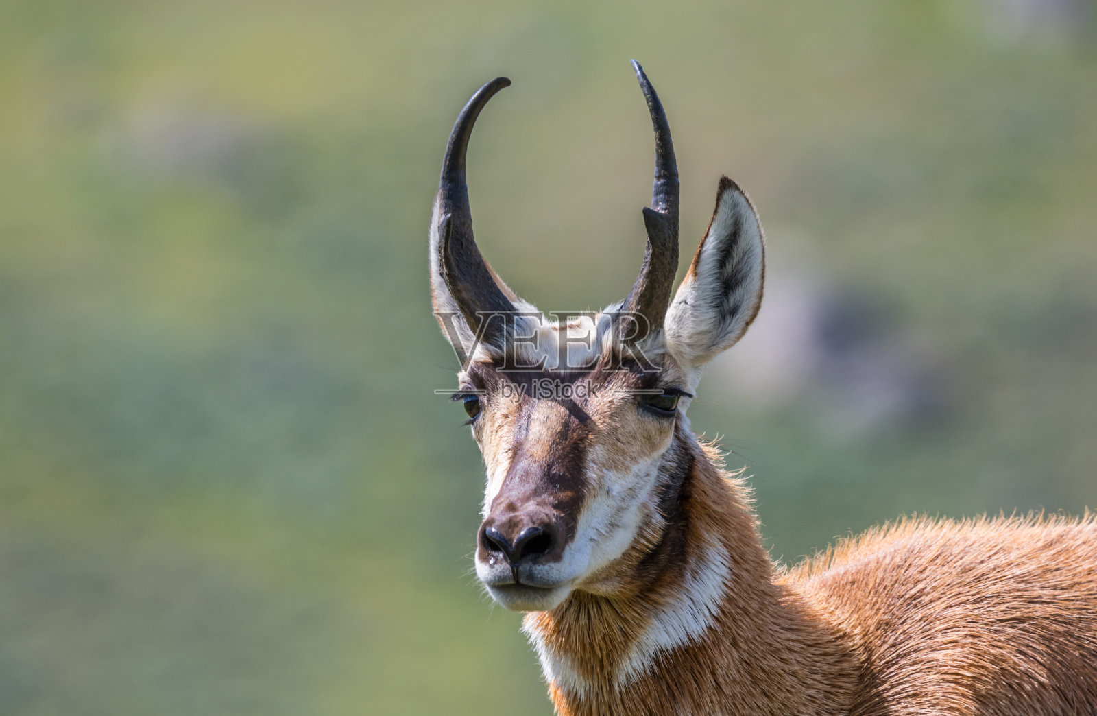 怀俄明州黄石国家公园田野里的叉角羚照片摄影图片