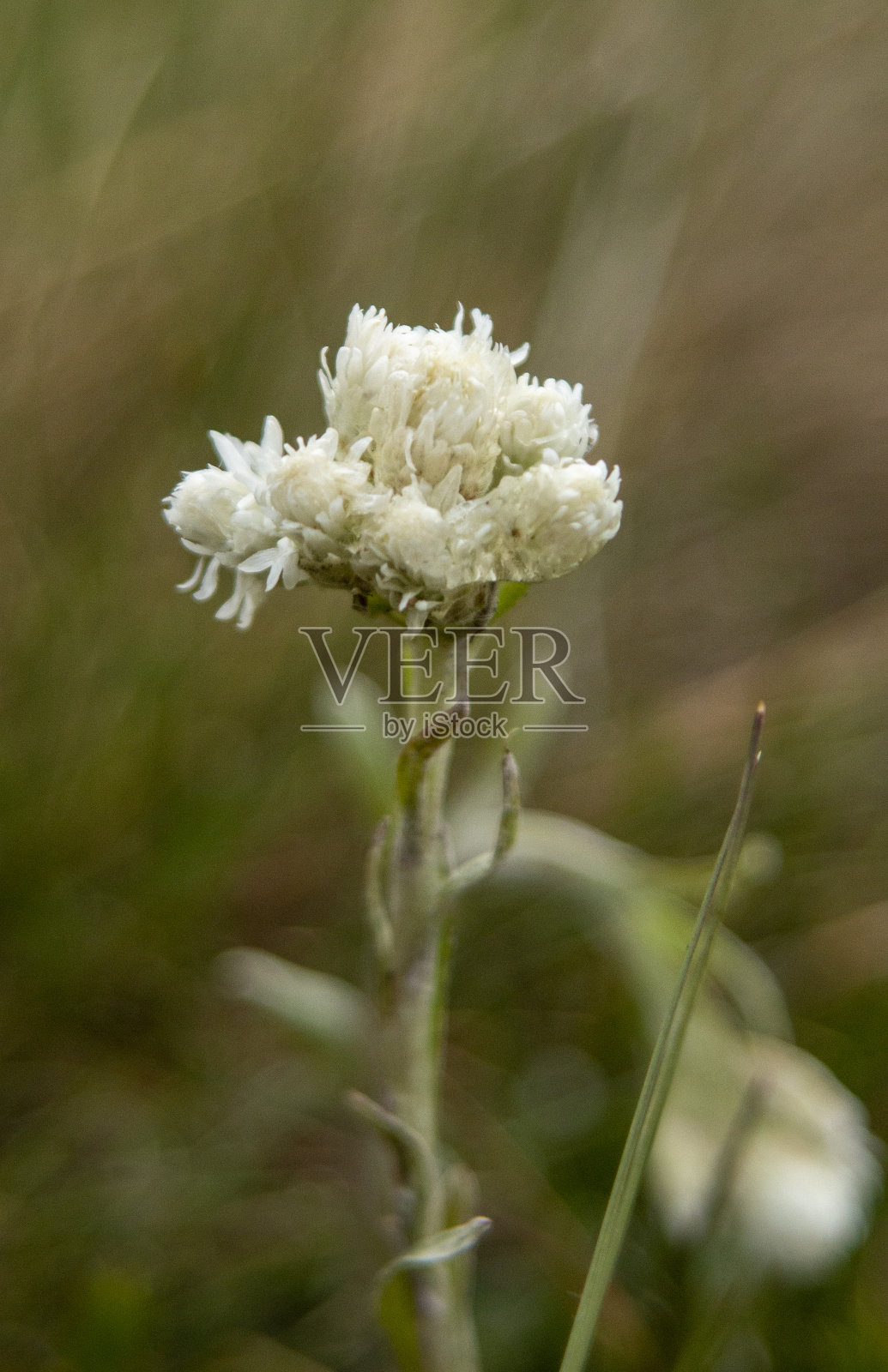 触角，山生，匍匐茎的猫趾，猫蹄，cudweed照片摄影图片