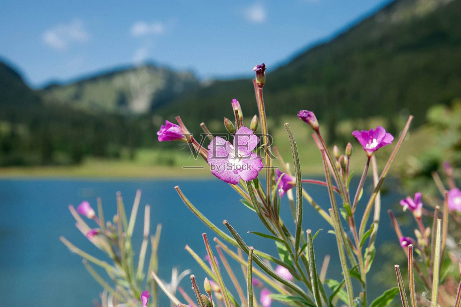 在湖边的长椅上欣赏阿尔卑斯山的夏日美景。德国阿尔卑斯山地区的斯皮津湖。阳光明媚的夏日，湖面上。运动活跃的徒步旅行照片摄影图片