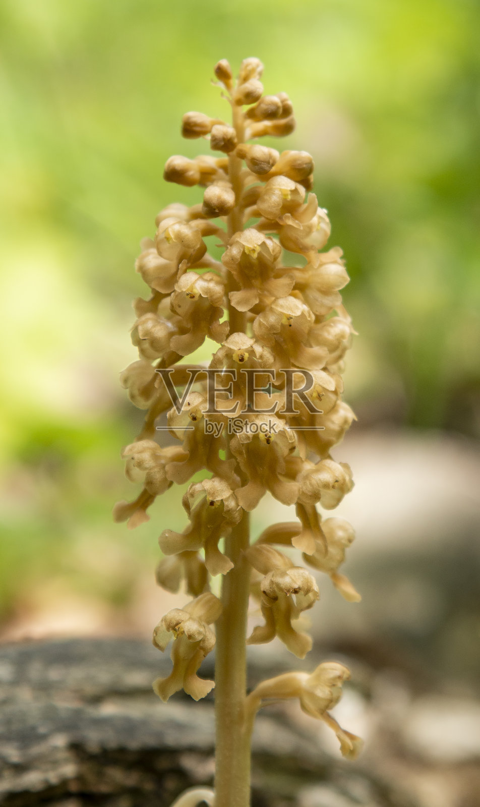 自然生境中的燕窝兰照片摄影图片