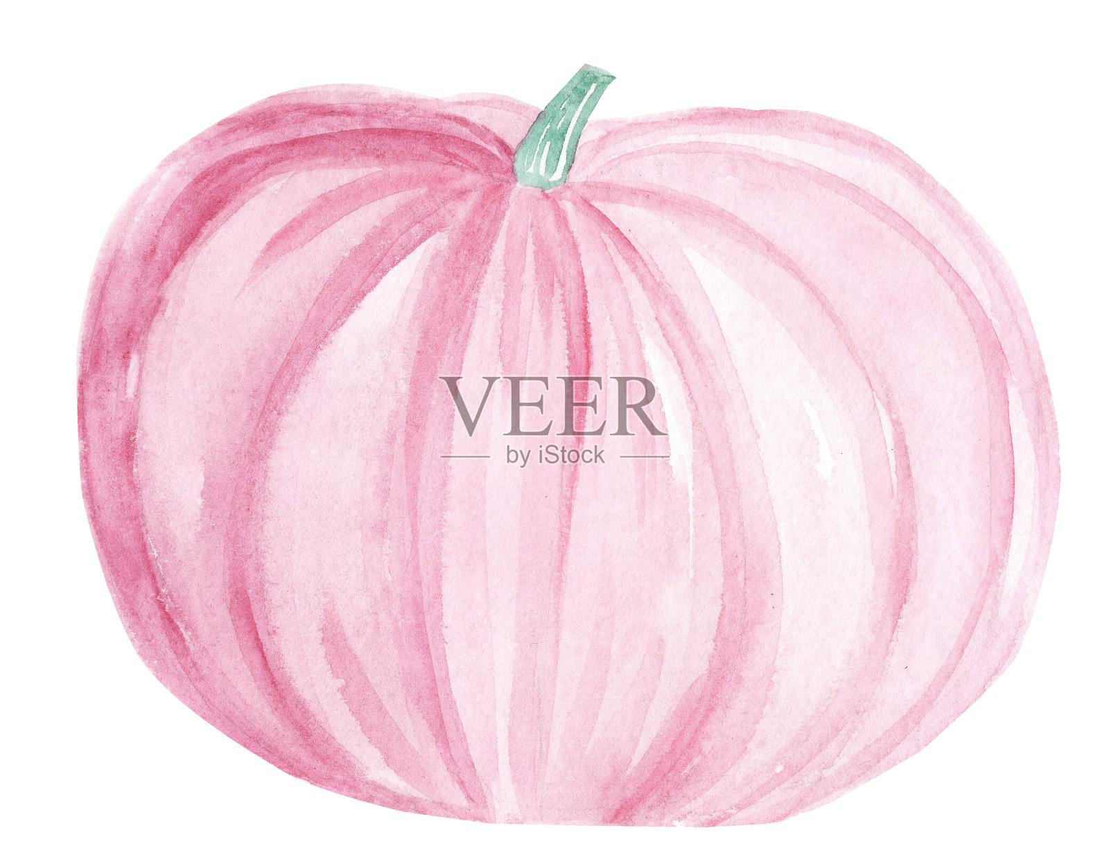 水彩粉色南瓜在白色的背景插画图片素材