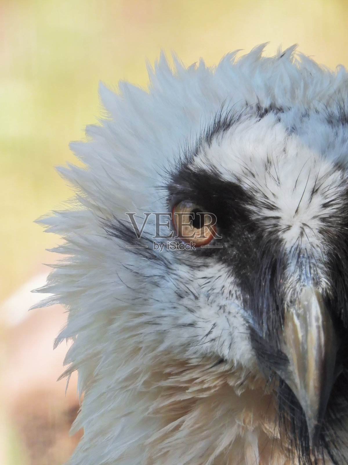 胡兀鹫……胡兀鹫……照片摄影图片