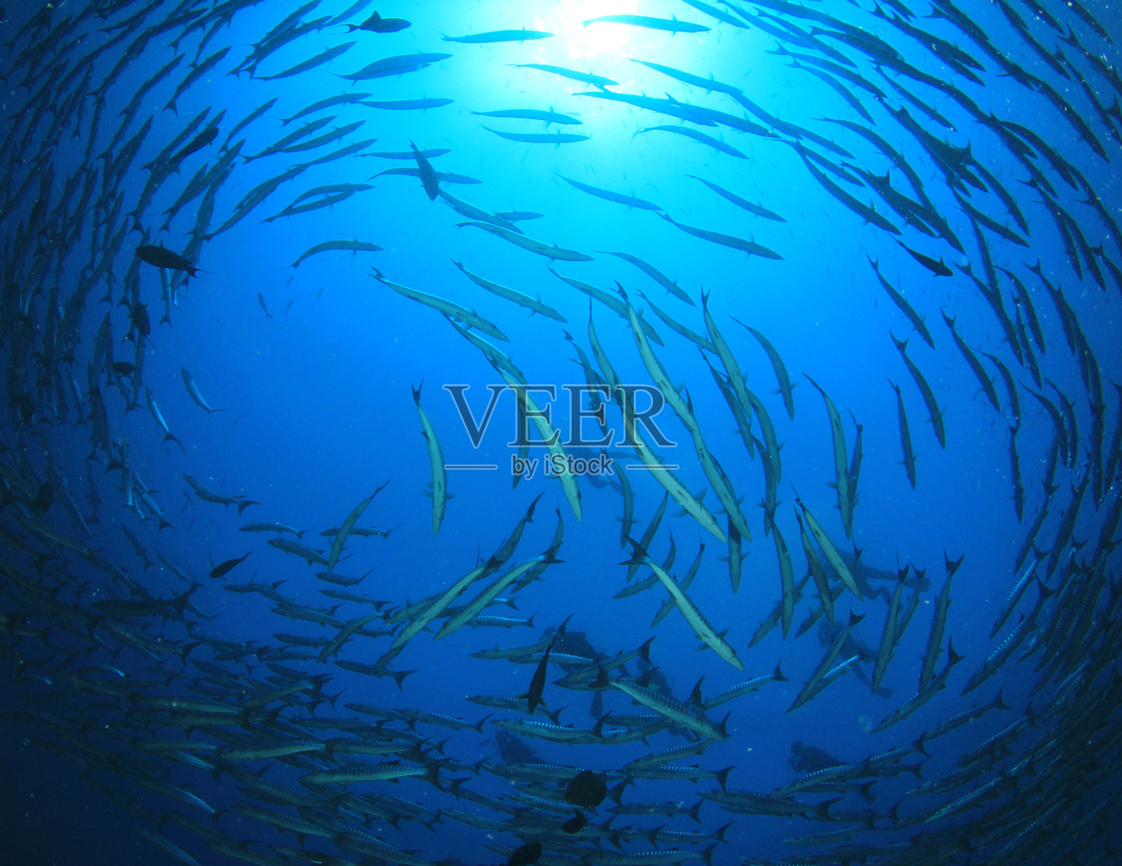 梭鱼鱼的照片照片摄影图片