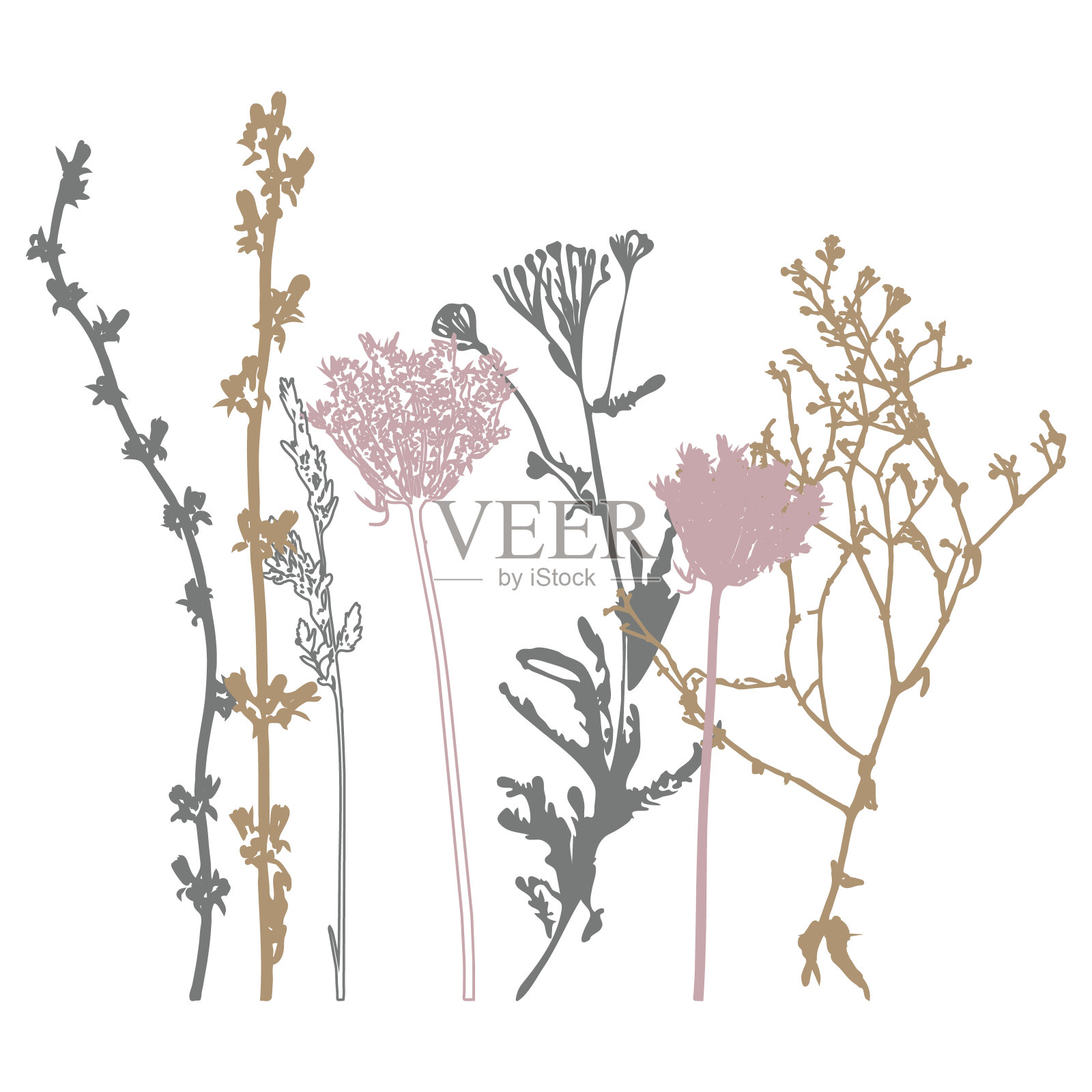 植物插图，植物，野花和草设计元素图片