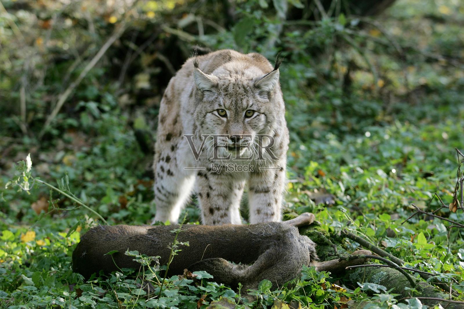 欧洲猞猁，野猫，狍子照片摄影图片