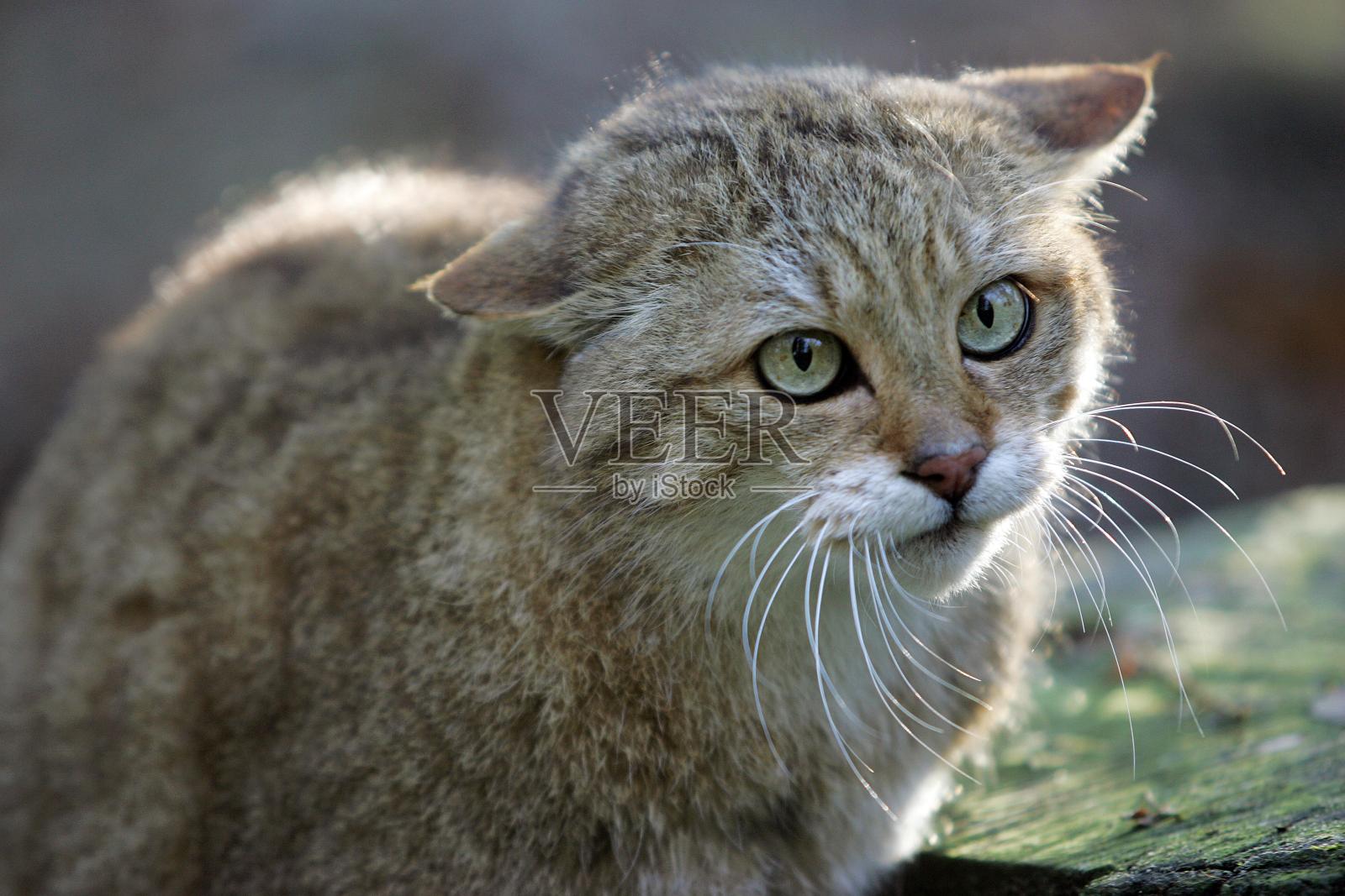 欧洲野猫，野猫，成人肖像照片摄影图片