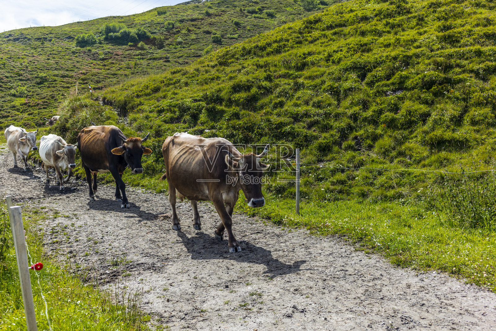 一群有角的牛回到瑞士阿尔卑斯山的牛栏里照片摄影图片