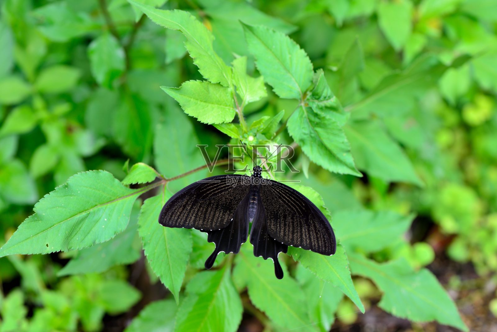 来自台湾的蝴蝶照片摄影图片