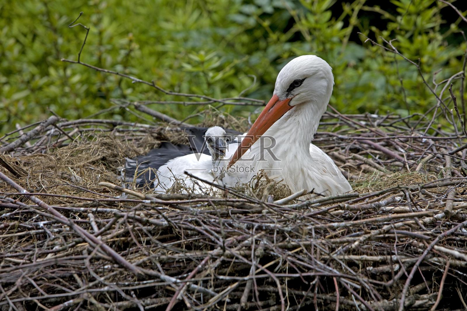 诺曼底巢上的白鹳，成鸟和雏鸟照片摄影图片