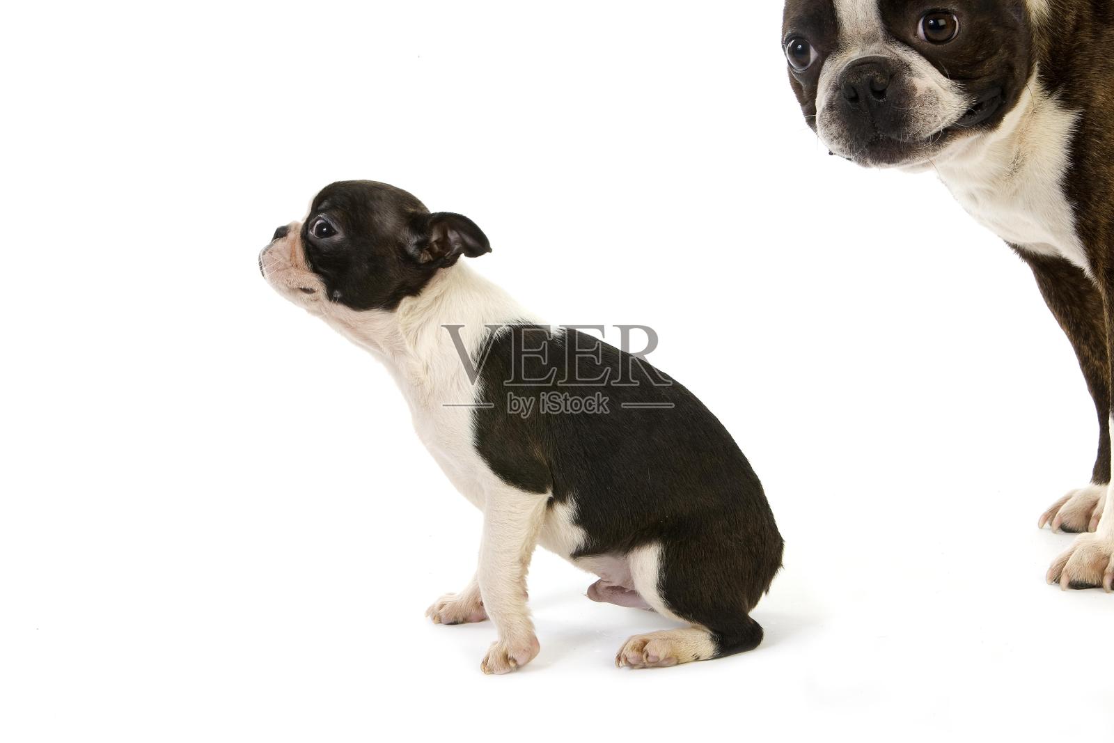 波士顿梗狗，母亲和小狗对抗白色背景照片摄影图片