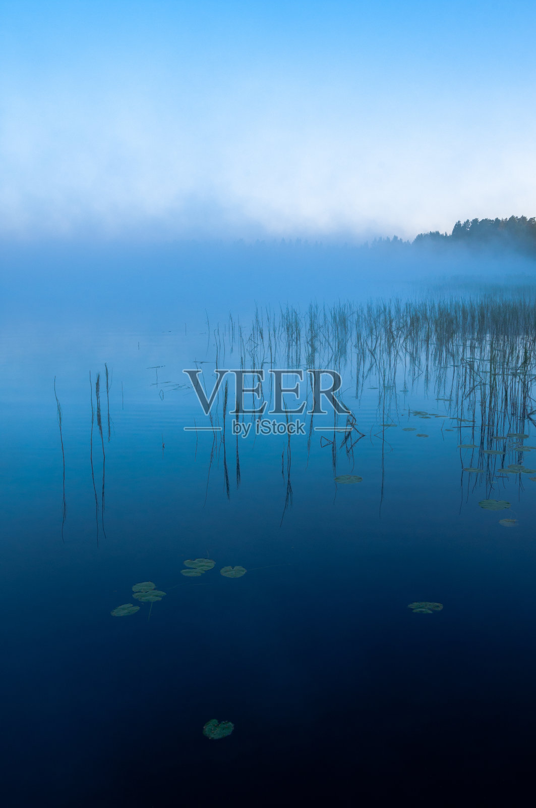 雾湖的风景与芦苇。照片摄影图片