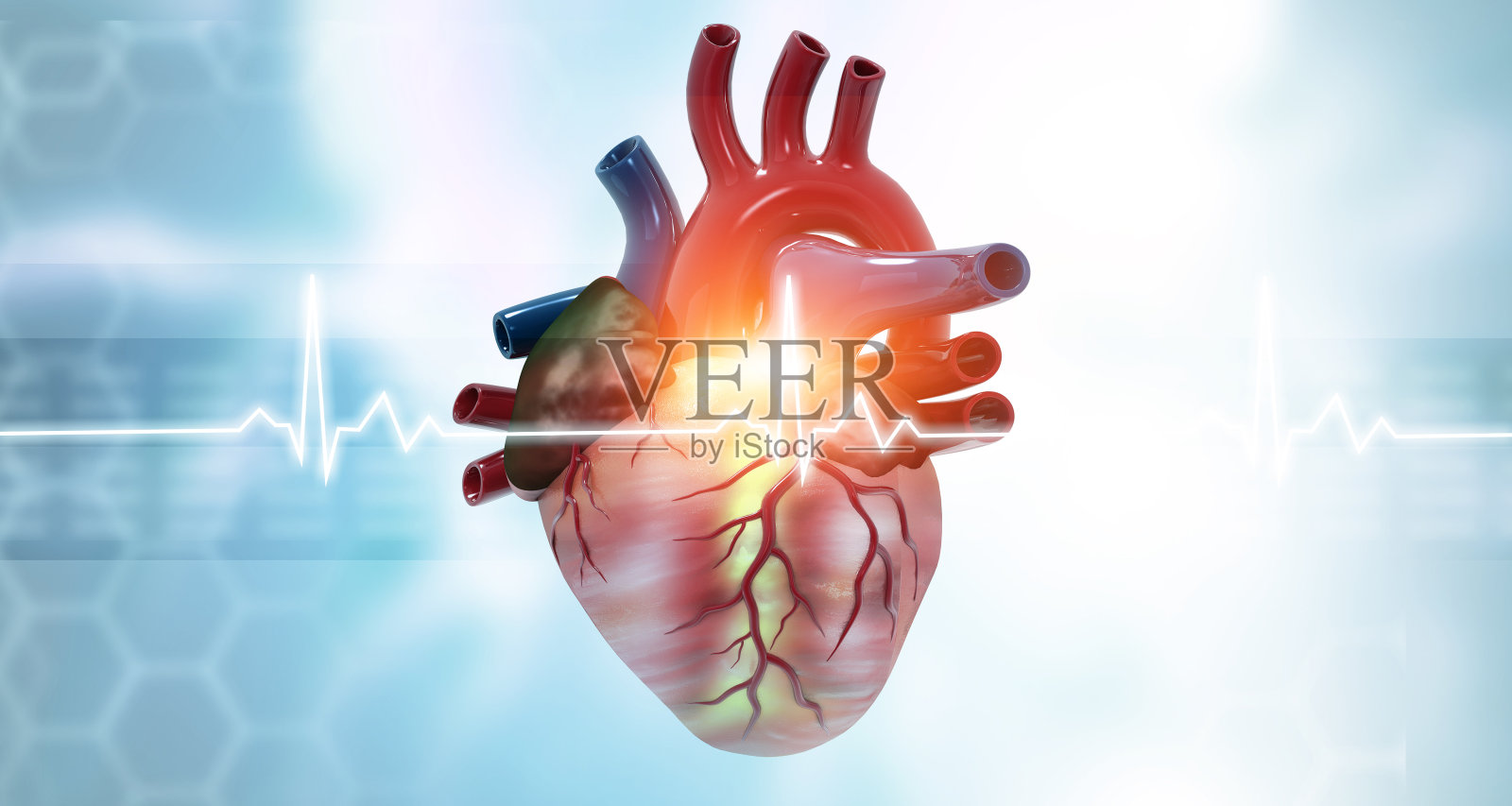 心电图上的人体心脏解剖照片摄影图片