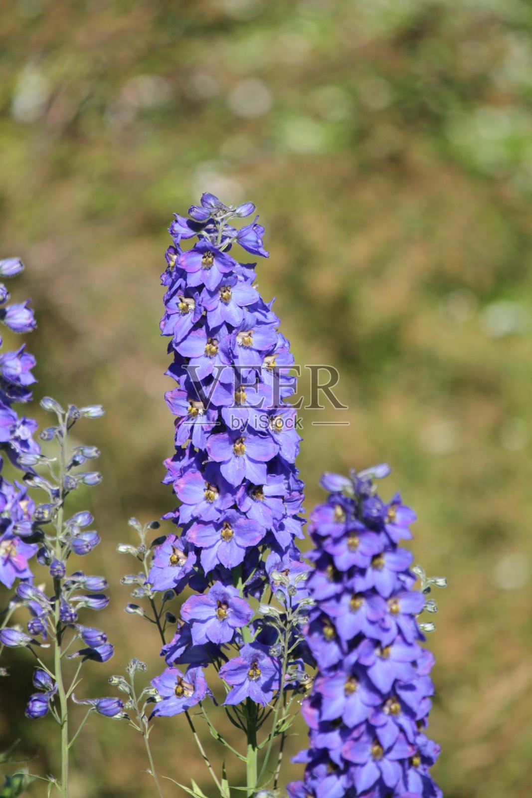 花照片摄影图片