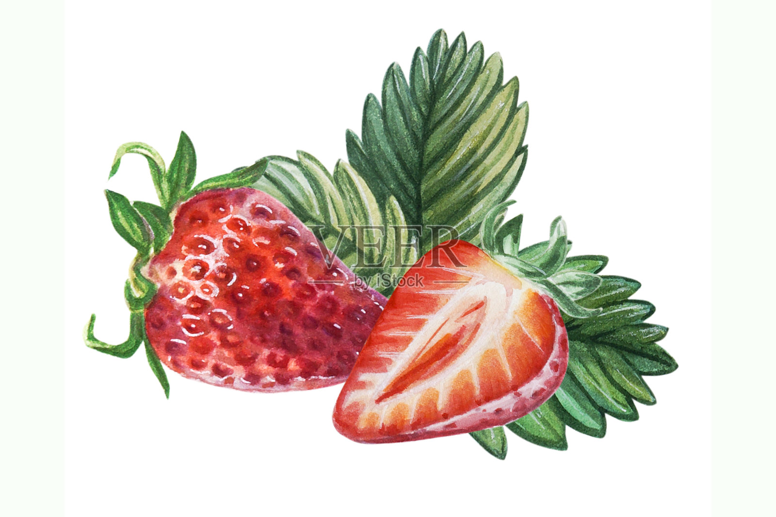 水彩红色多汁草莓，半浆果半叶子。手绘食物插图。标志设计。水果打印。插画图片素材