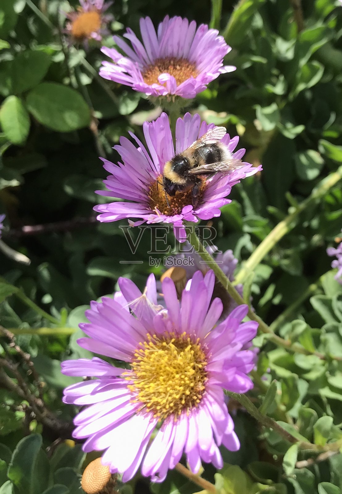 蜜蜂在雏菊照片摄影图片