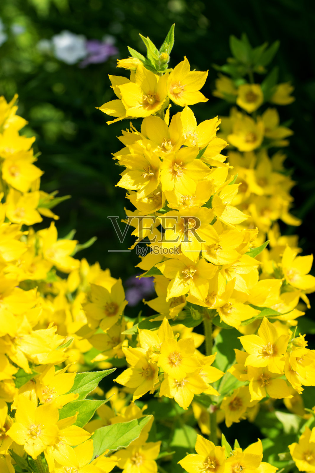 花坛上盛开着黄色的百合花照片摄影图片