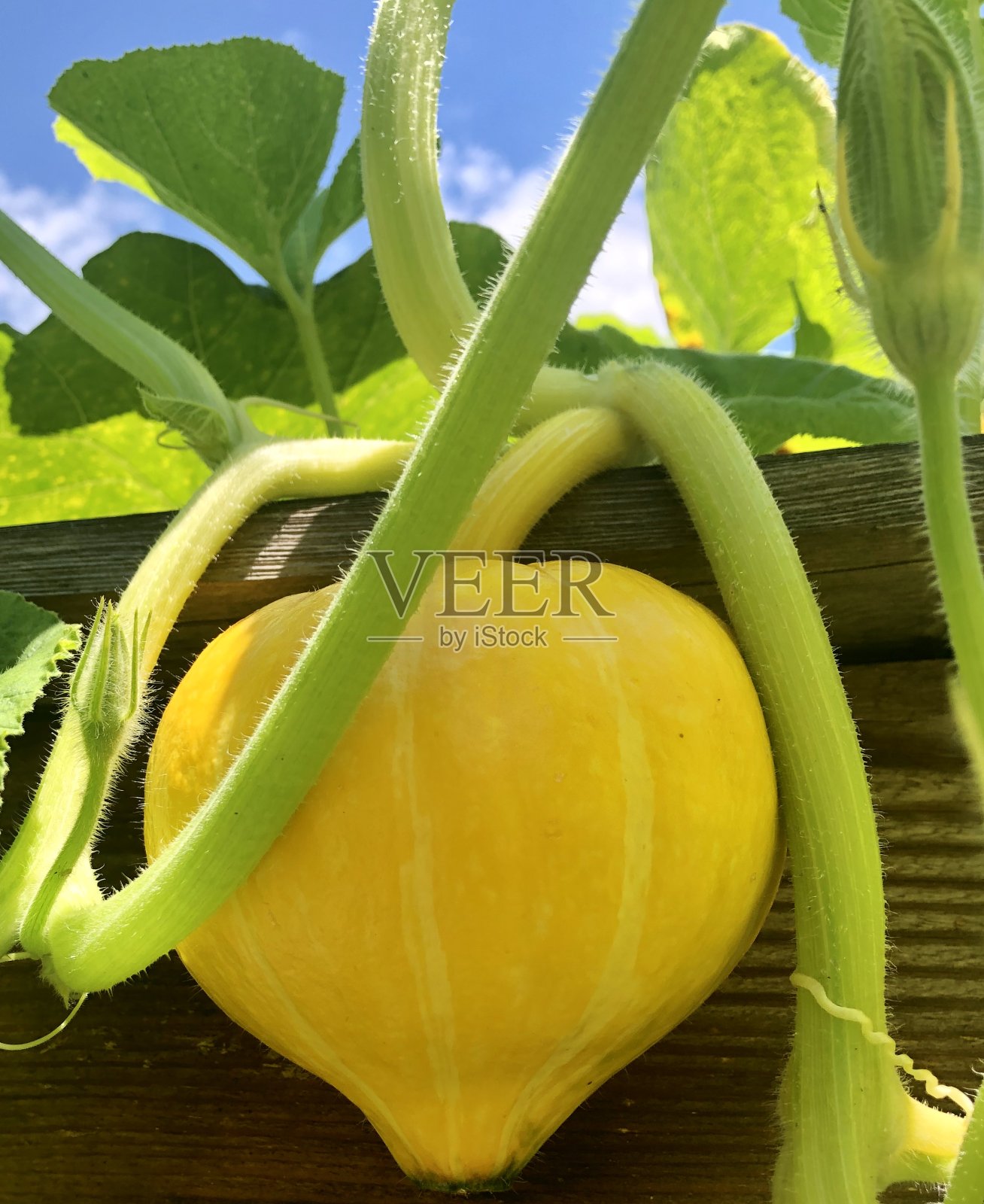 黄色pumkin照片摄影图片