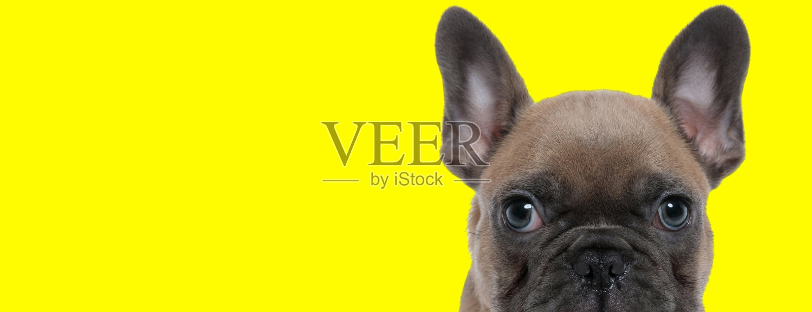 专注的法国斗牛犬幼崽好奇地望着前方照片摄影图片