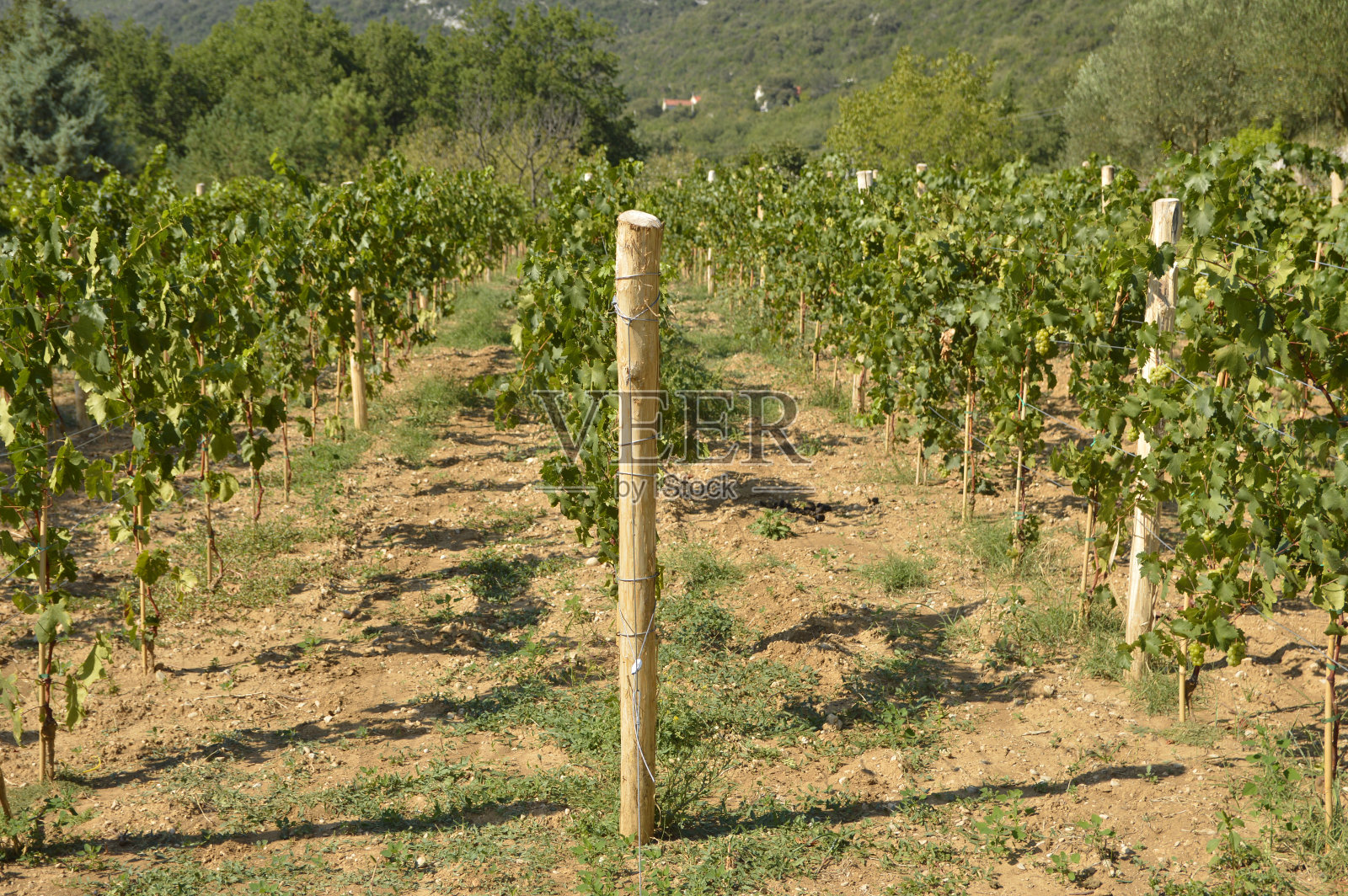 特雷宾耶的绿色葡萄园照片摄影图片