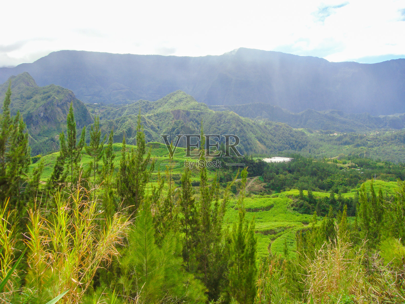 留尼旺岛萨拉齐马戏团拍摄的马菲特。照片摄影图片