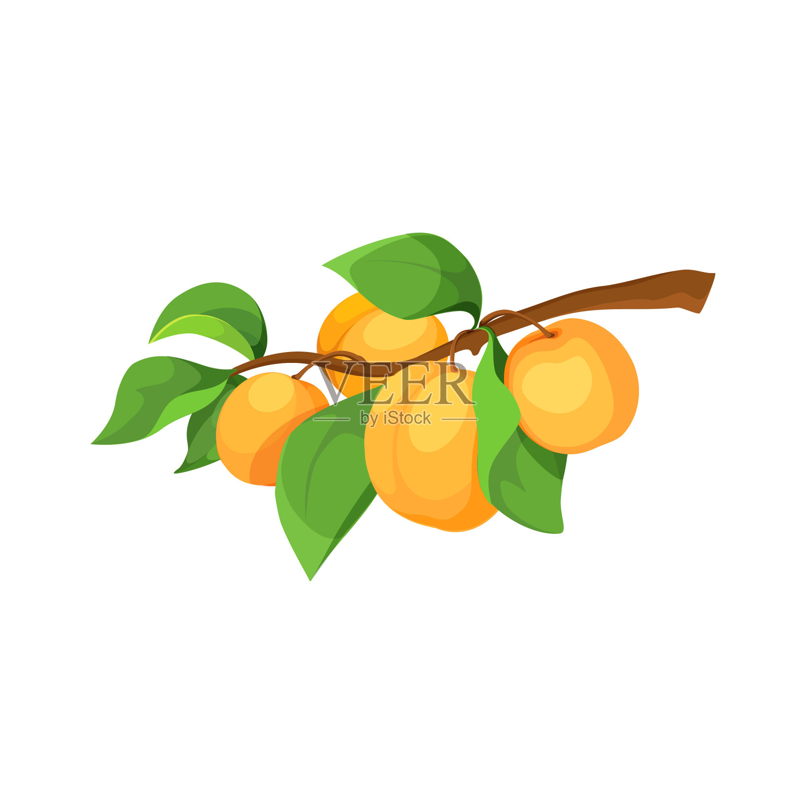 成熟的杏子在树枝上的图标设计元素图片