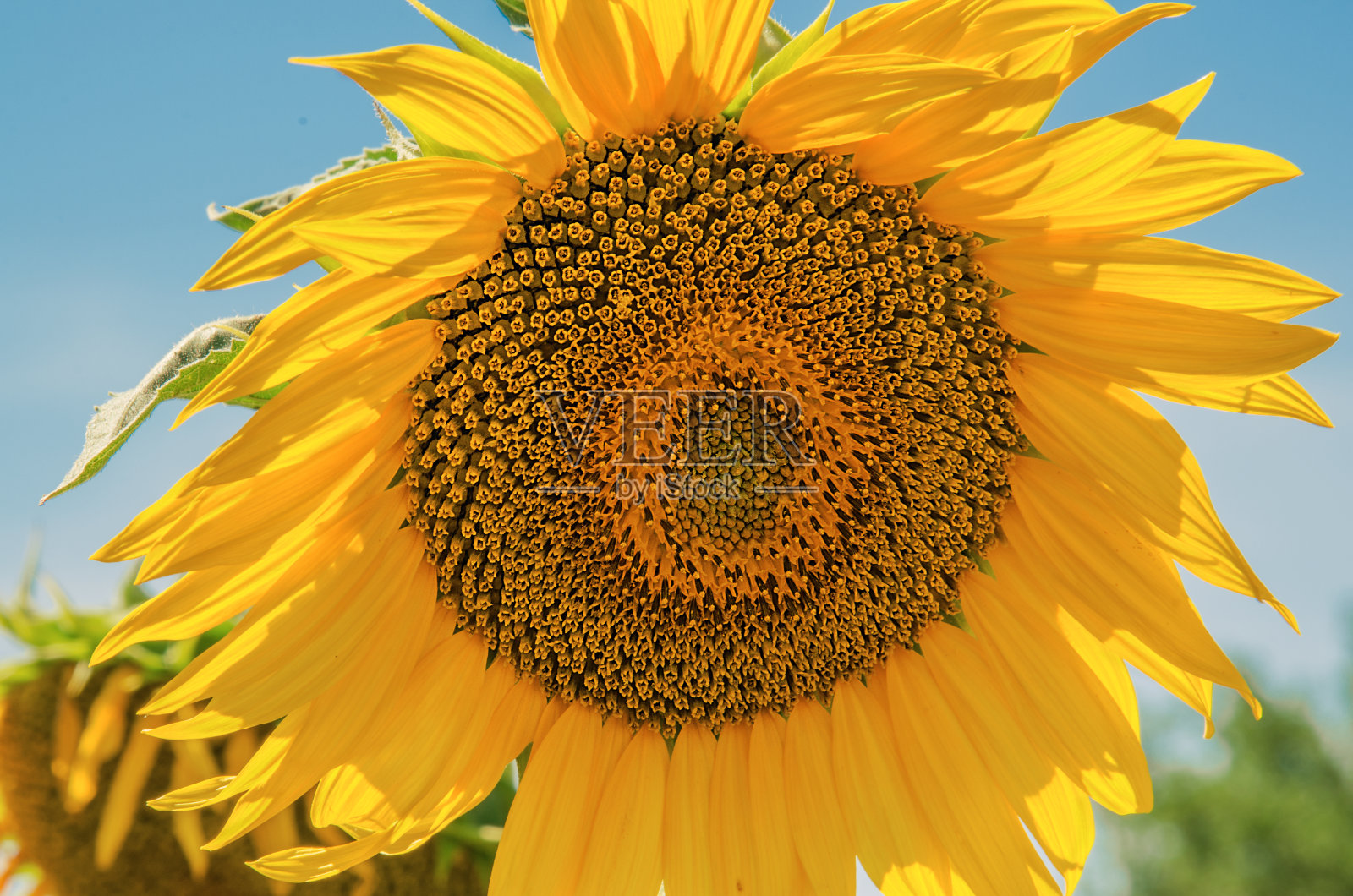 向日葵照片摄影图片