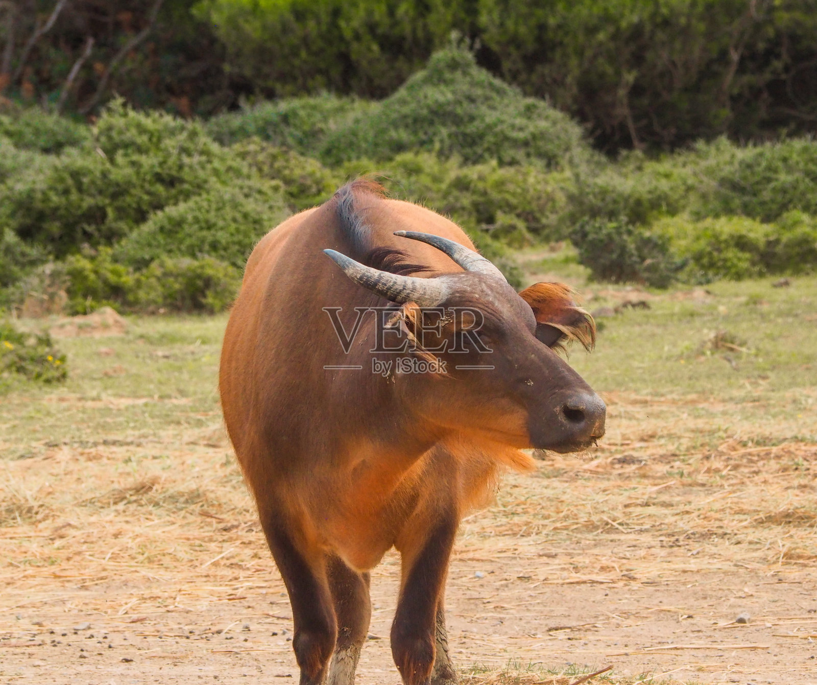 草原上孤独的成年非洲森林水牛照片摄影图片