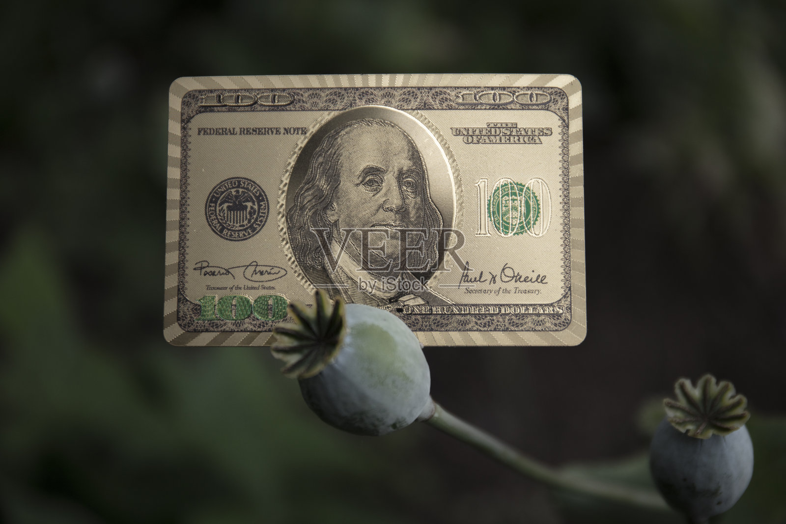 黄金和罂粟照片摄影图片