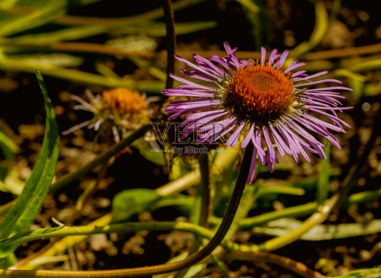 喜玛拉雅紫菀是一种低生长的蔓生多叶多年生草本植物照片摄影图片