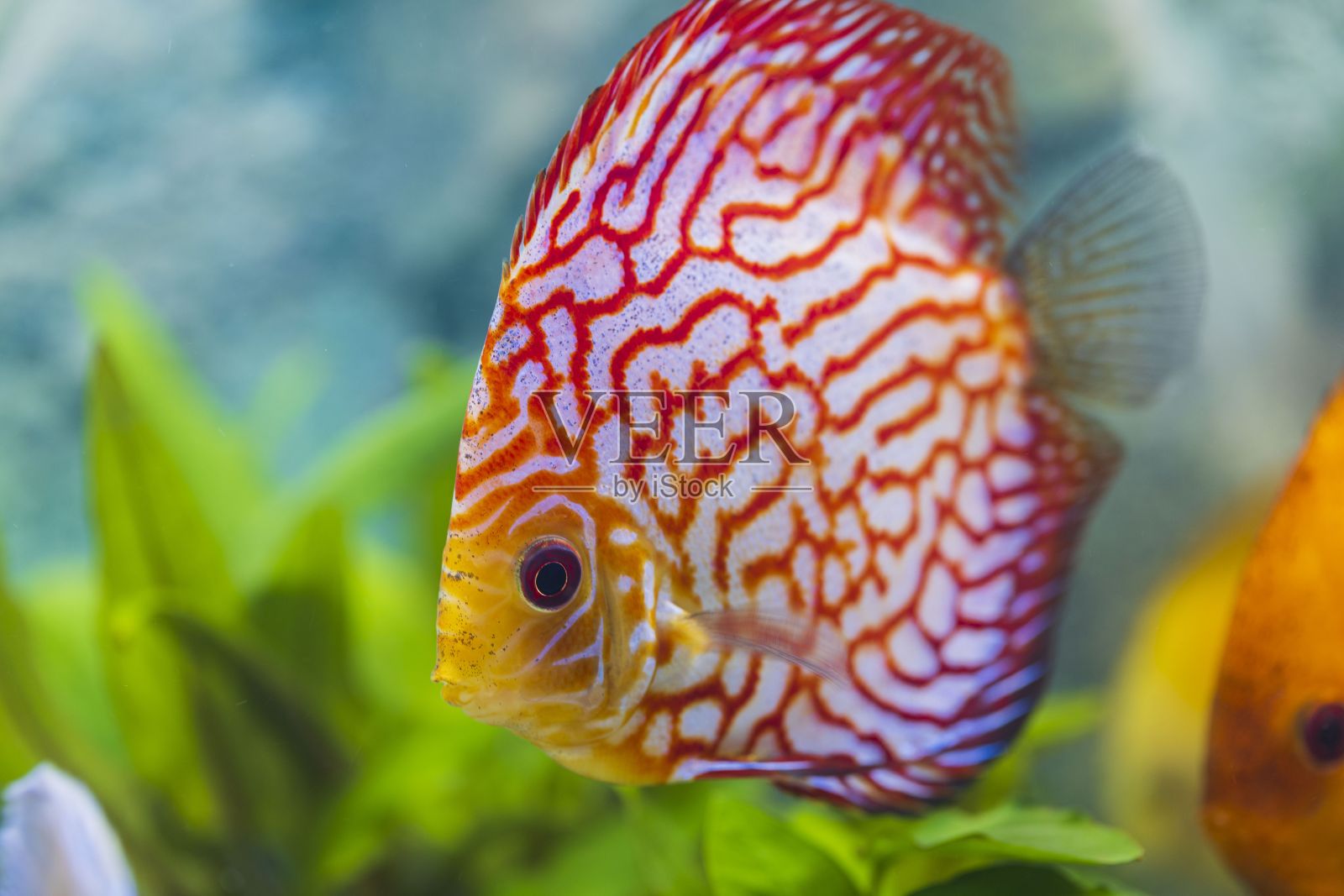 近距离观看华丽的棋盘红色地图diskus水族箱鱼。爱好的概念。照片摄影图片