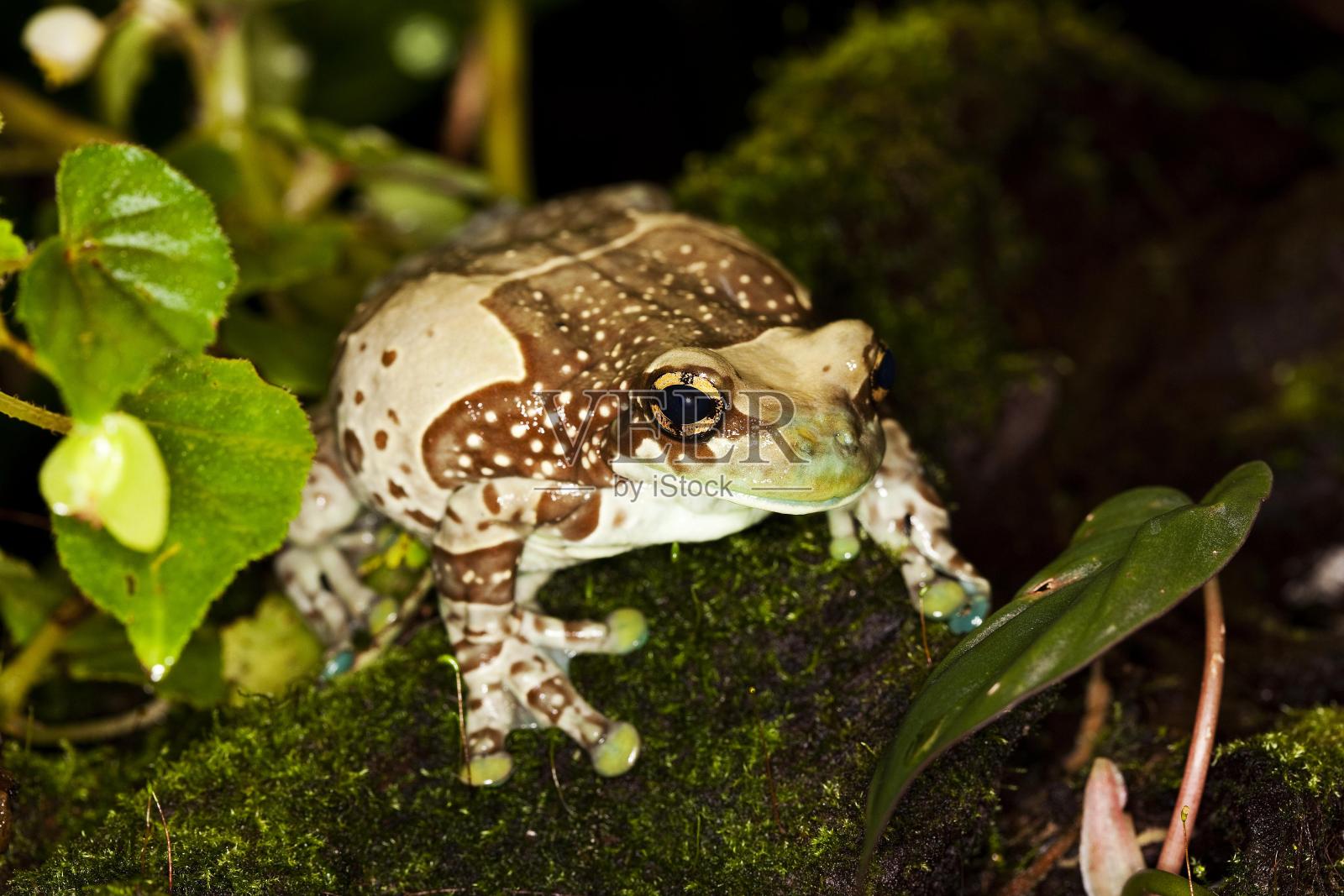 亚马逊乳蛙，沙鼠，成虫照片摄影图片