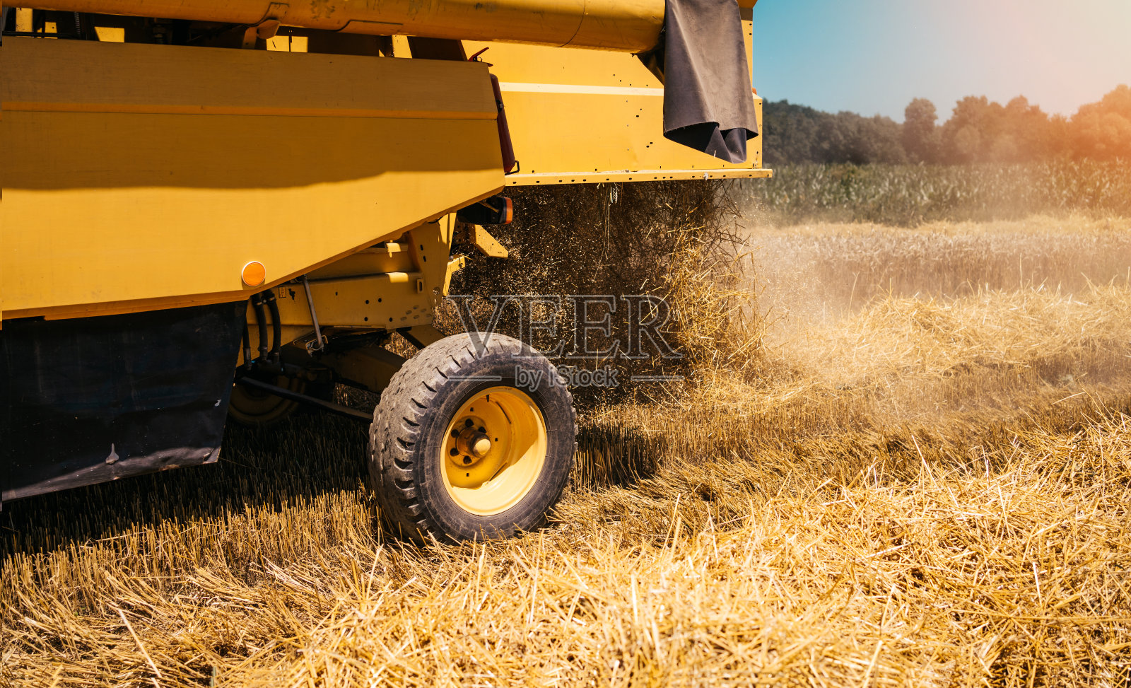 年轻的农民在温暖的阳光下在麦田里劳作。照片摄影图片