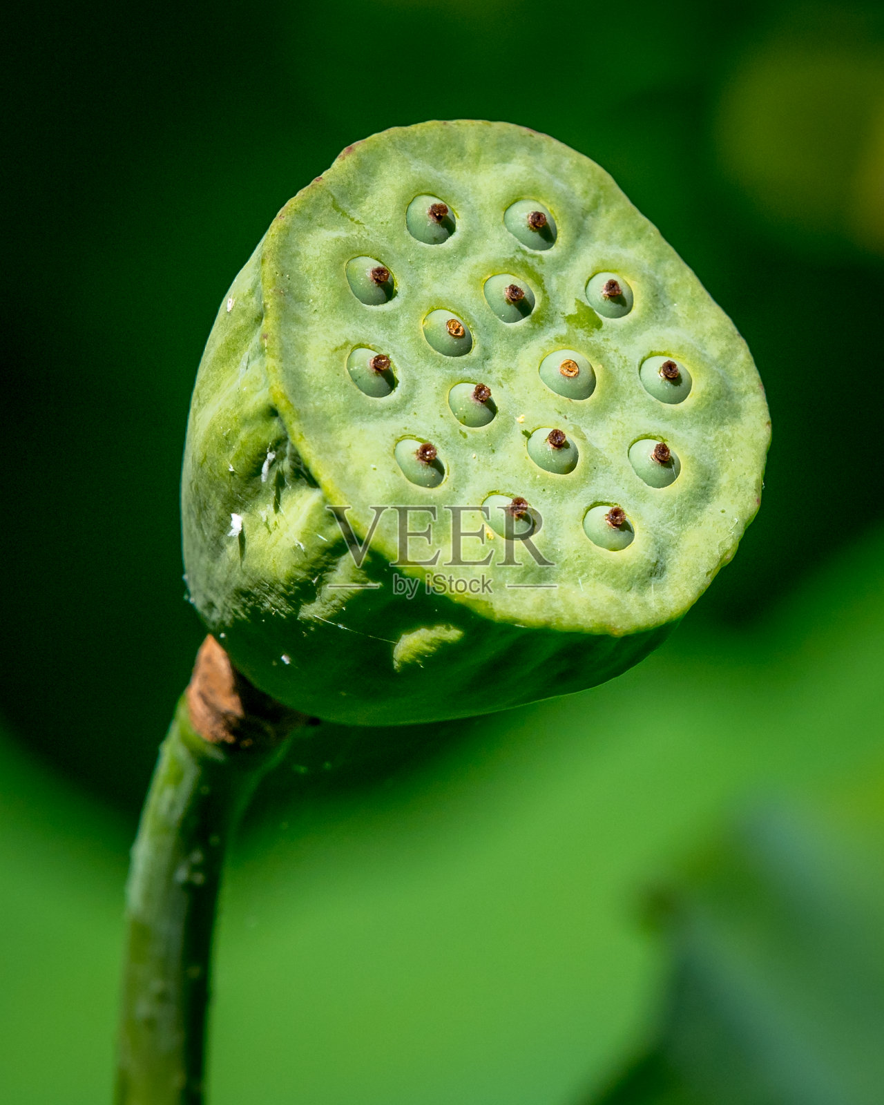 奇异的杂色睡莲透过微风生长照片摄影图片