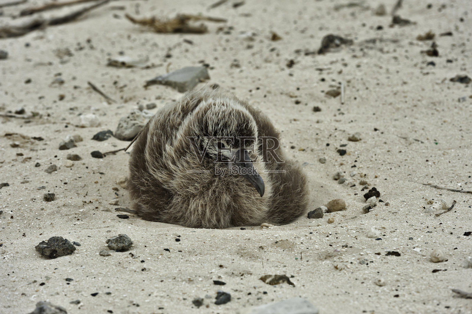黑脚信天翁的雏鸟，黑脚信天翁，是一种来自北太平洋信天翁科的大型海鸟。它是分布在北半球的三种信天翁之一，在与世隔绝的热带岛屿上筑巢。照片摄影图片